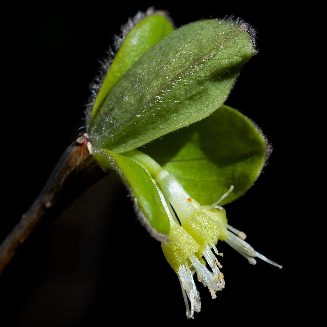 Eastern leatherwood (Dirca palustris)