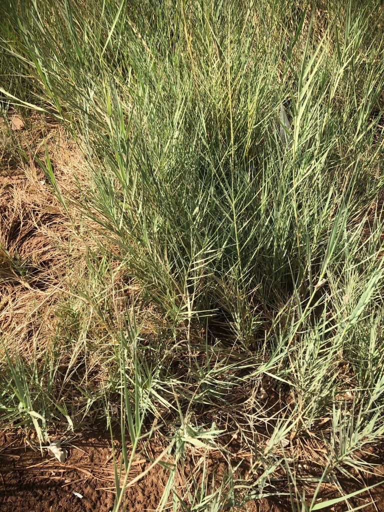 Saltgrass (Distichlis spicata)