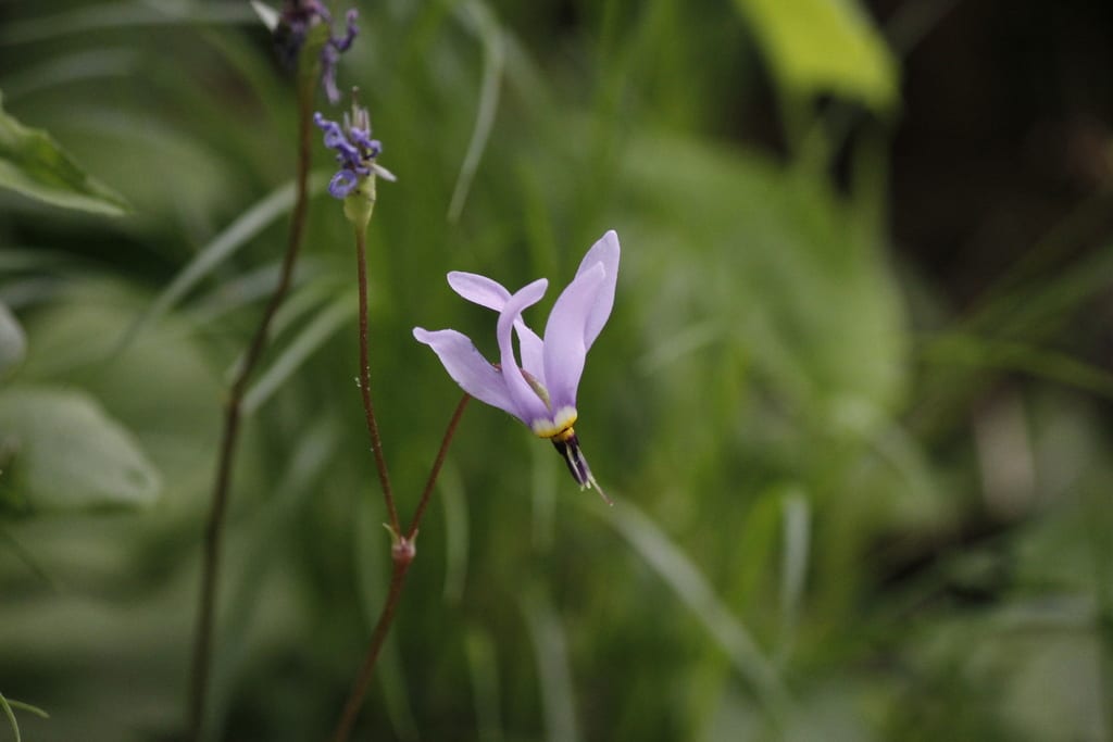 Jeweled shootingstar (Dodecatheon amethystinum)