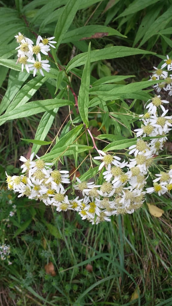 Parasol whitetop (Doellingeria umbellata var. pubens)
