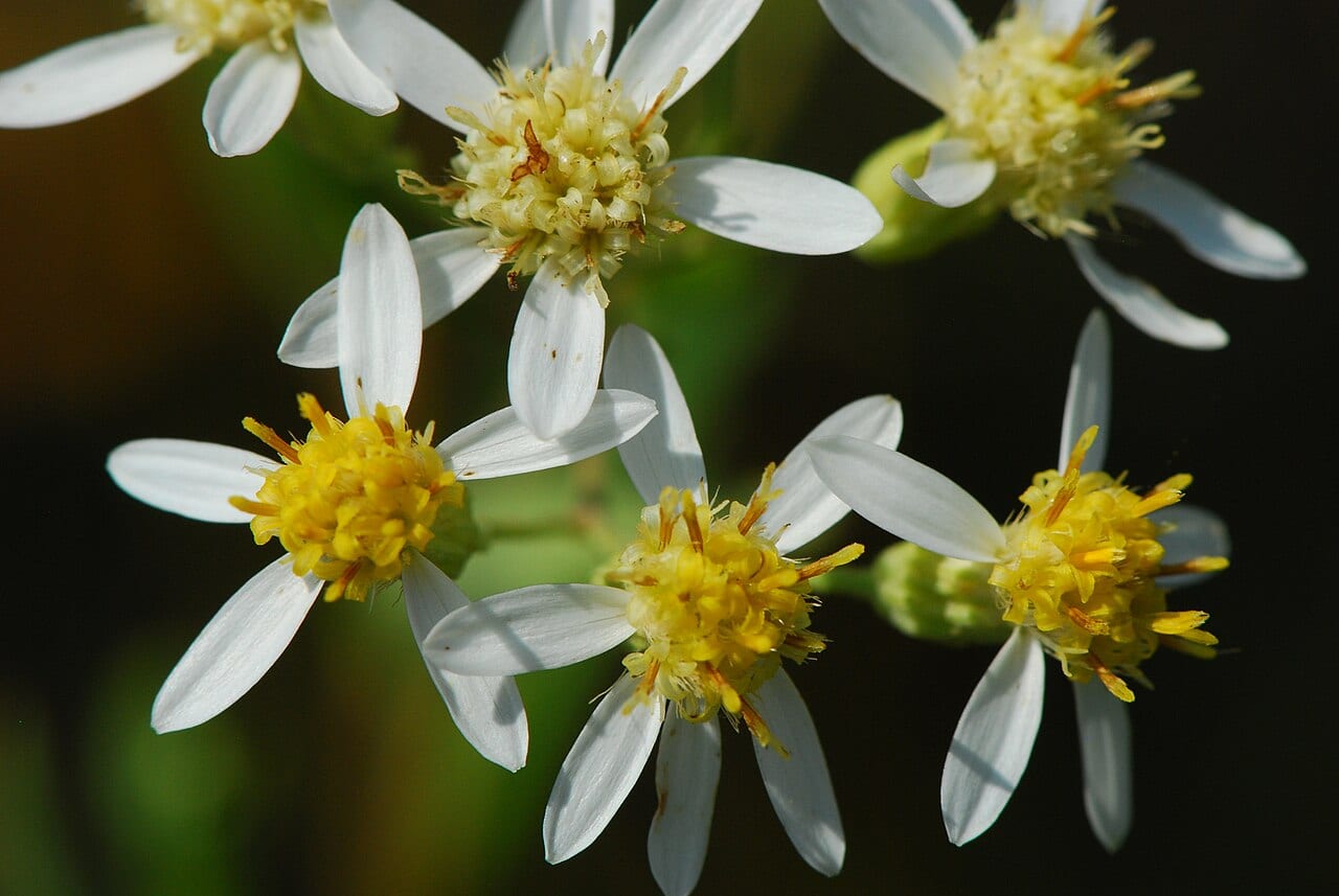 Parasol whitetop (Doellingeria umbellata)