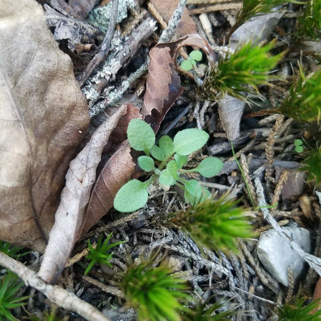 Granite whitlow-grass (Draba aprica)