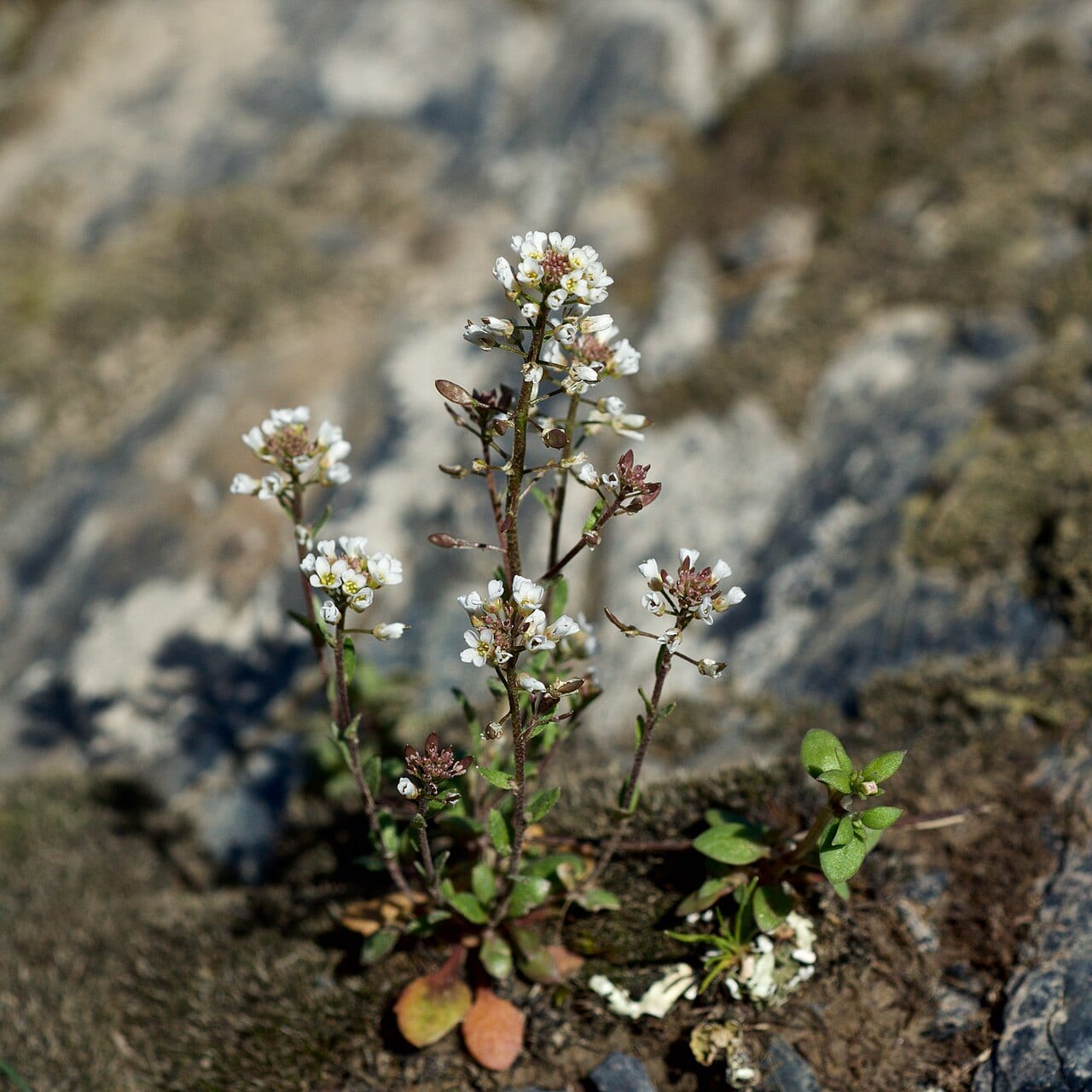 Shortpod draba (Draba brachycarpa)
