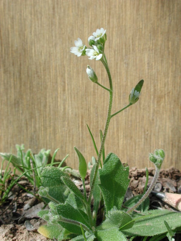 Wedgeleaf draba (Draba cuneifolia)