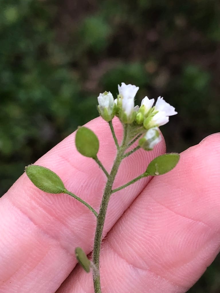 Broadpod draba (Draba platycarpa)
