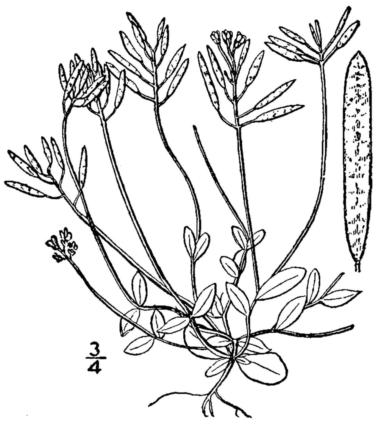 Carolina draba (Draba reptans)