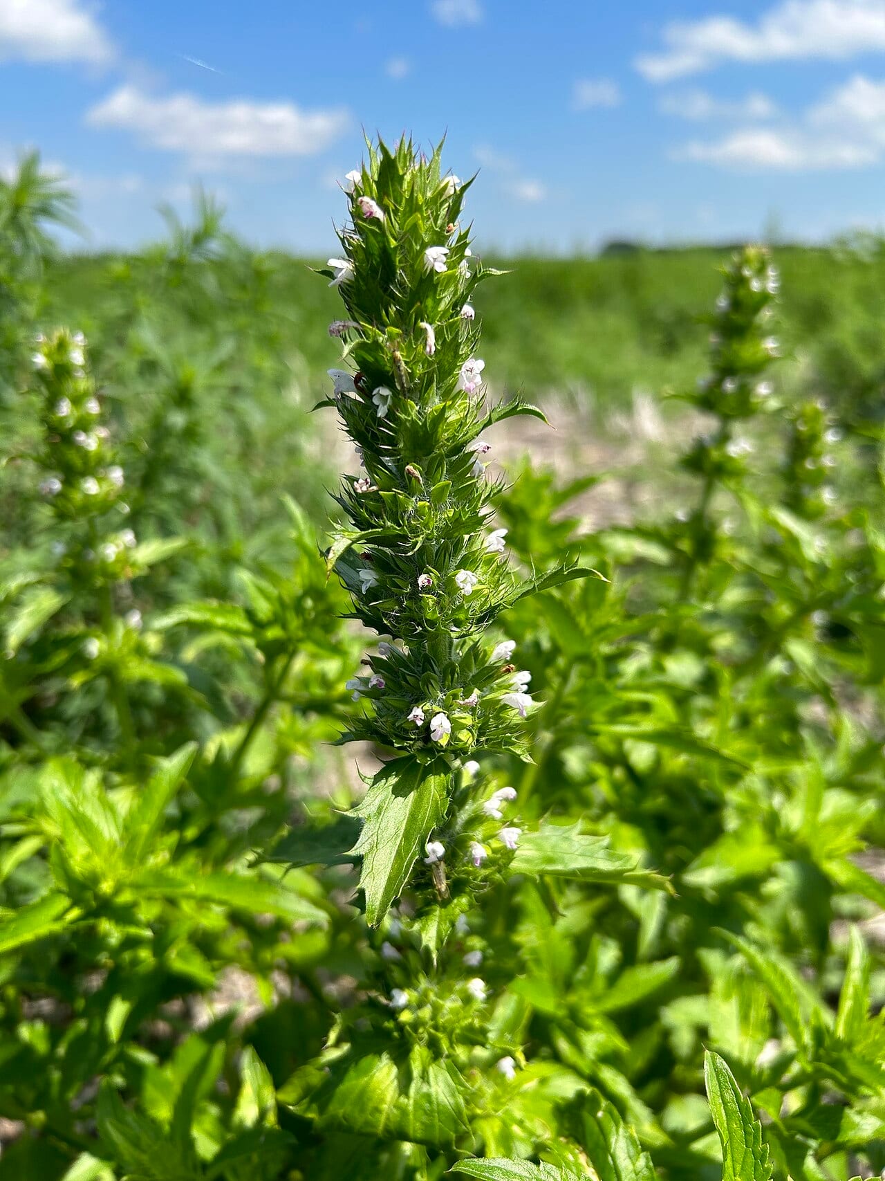 American dragonhead (Dracocephalum parviflorum)