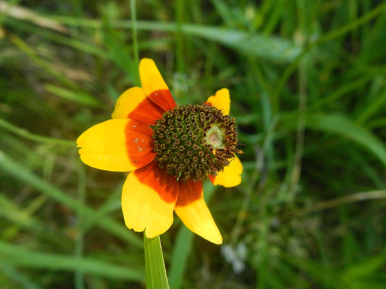 Clasping coneflower (Dracopis amplexicaulis)