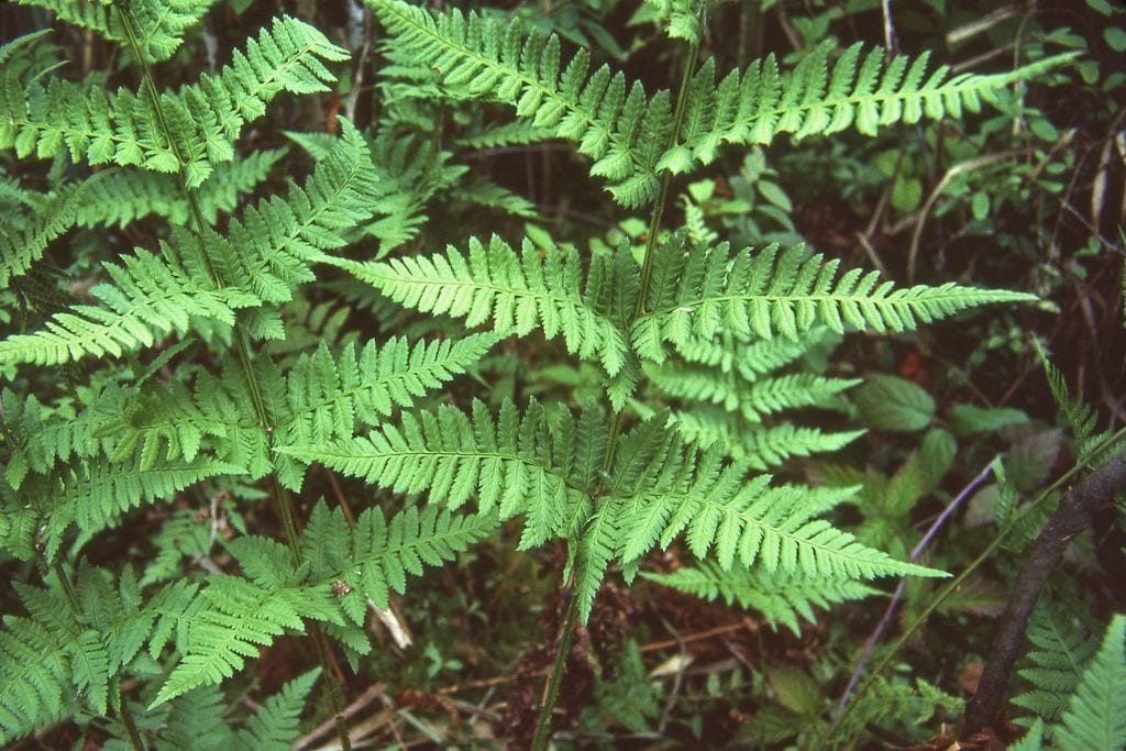 Leeds' woodfern (Dryopteris × leedsii)