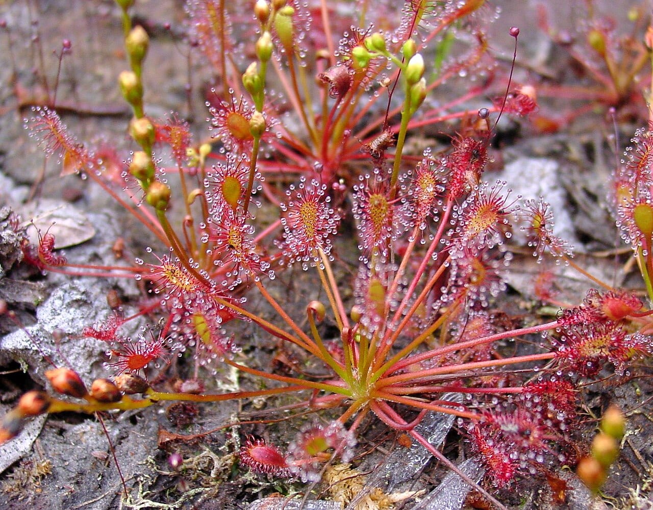 Spoonleaf sundew (Drosera intermedia)