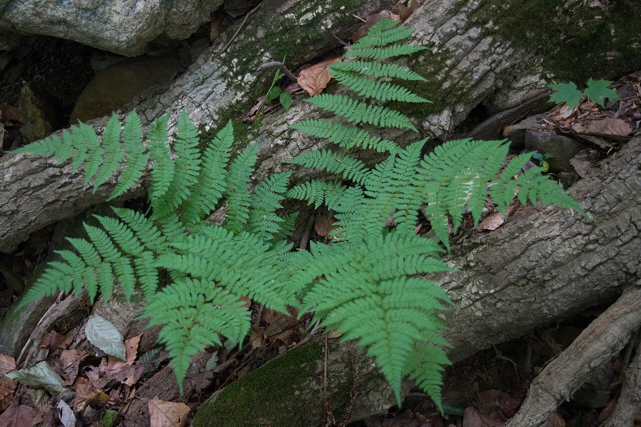 Spinulose woodfern (Dryopteris carthusiana)