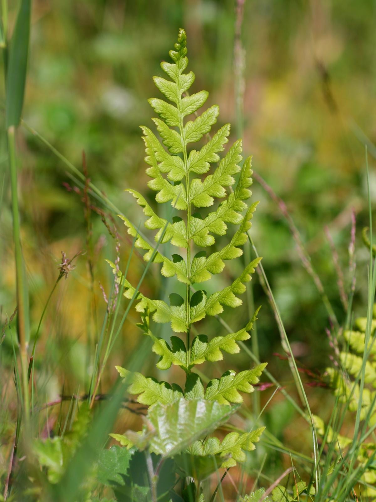 Crested woodfern (Dryopteris cristata)