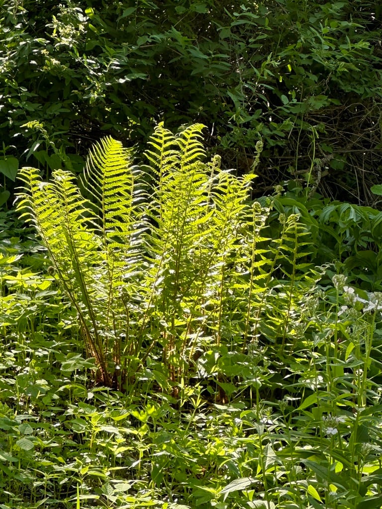 Male fern (Dryopteris filix)