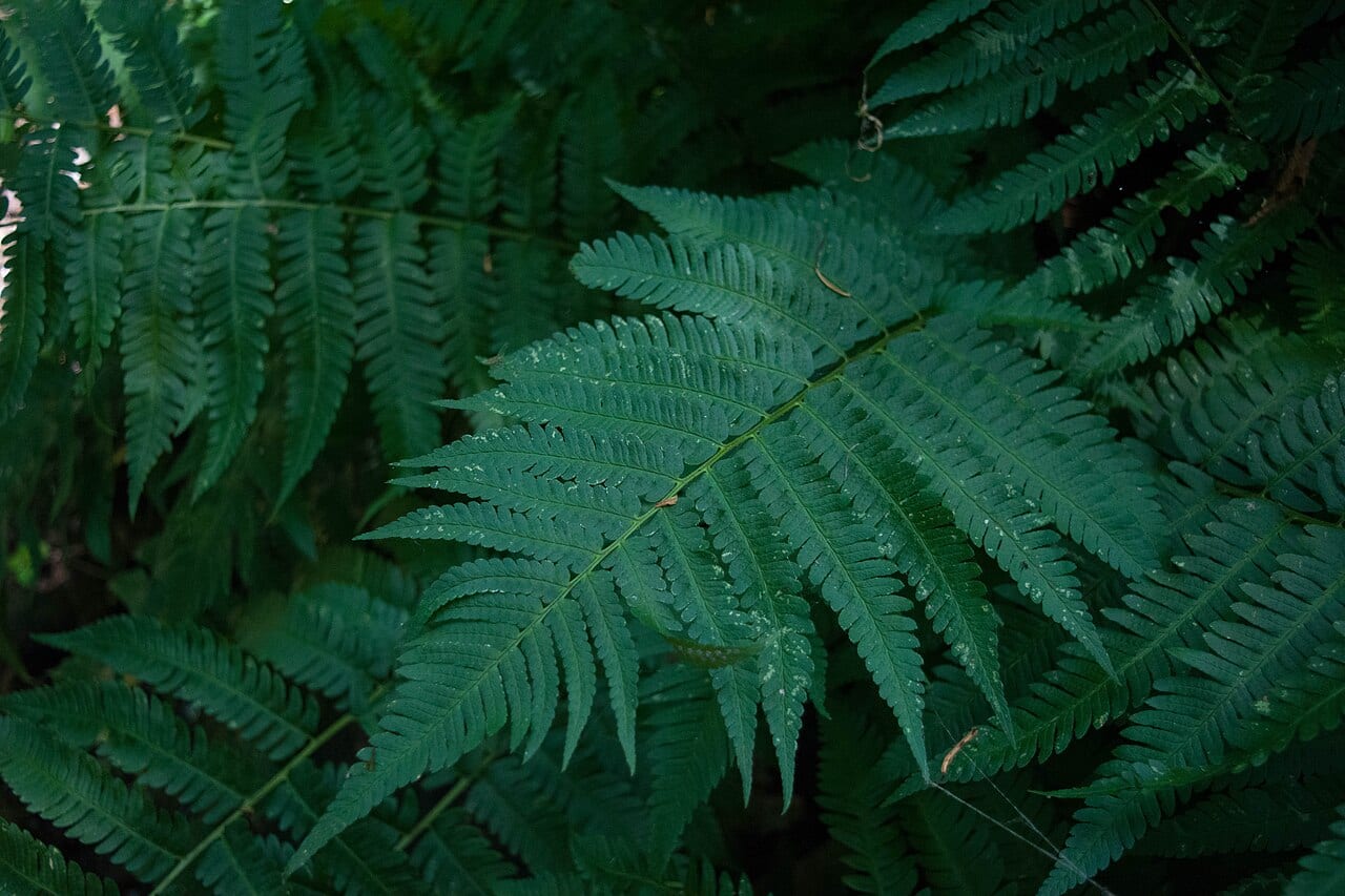 Goldie's woodfern (Dryopteris goldiana)