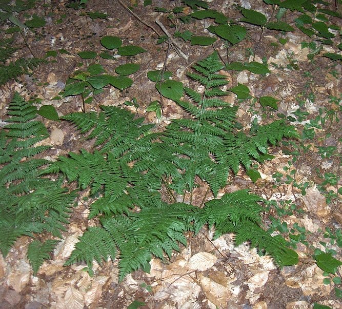 Intermediate woodfern (Dryopteris intermedia)