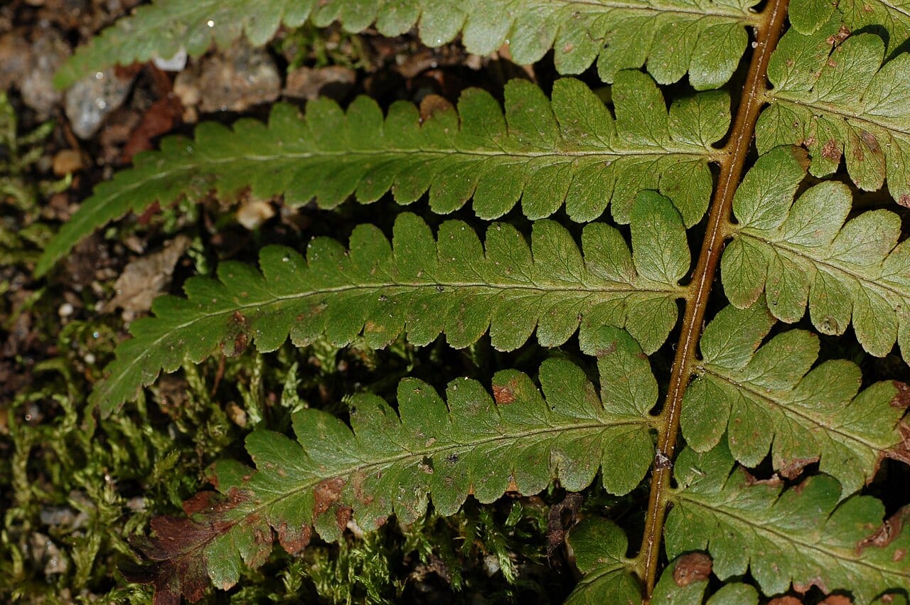 Southern woodfern (Dryopteris ludoviciana)