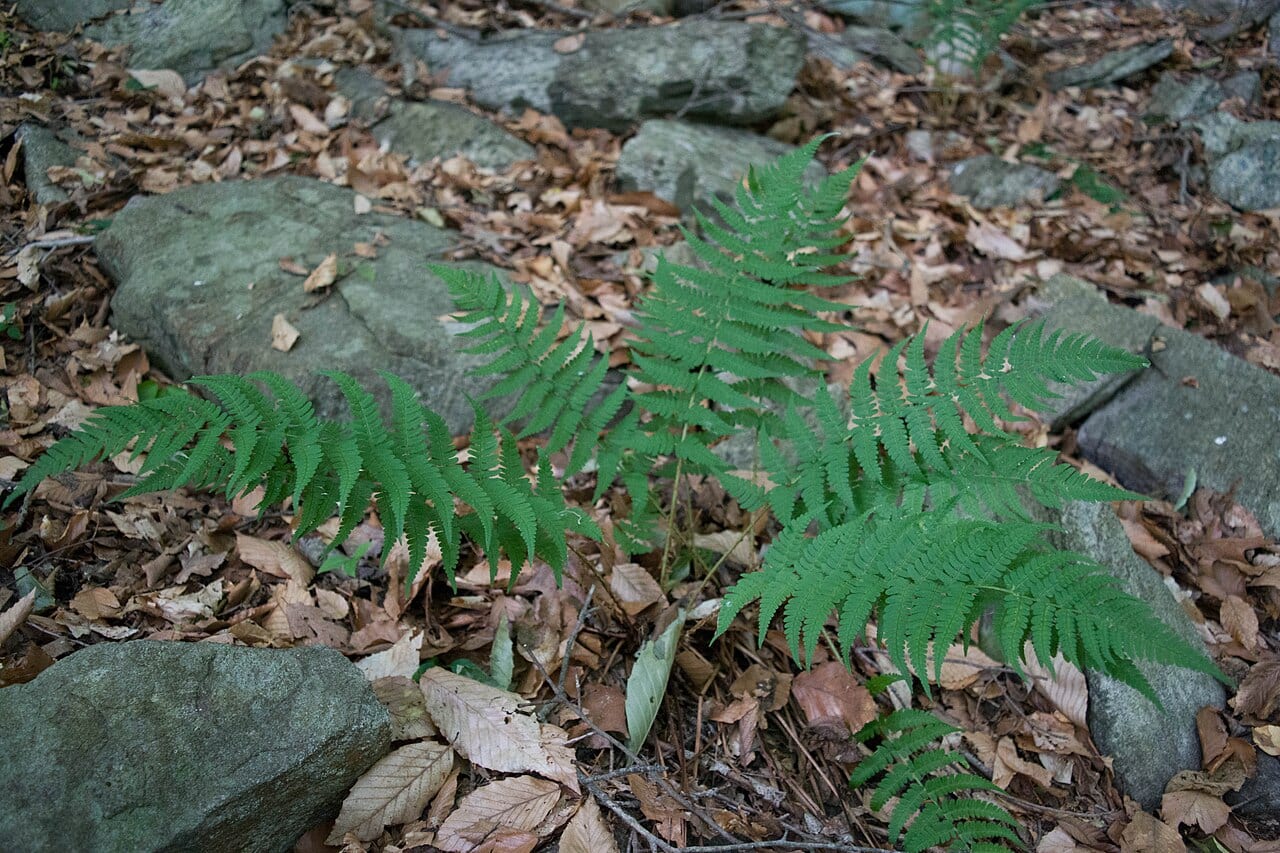 Marginal woodfern (Dryopteris marginalis)