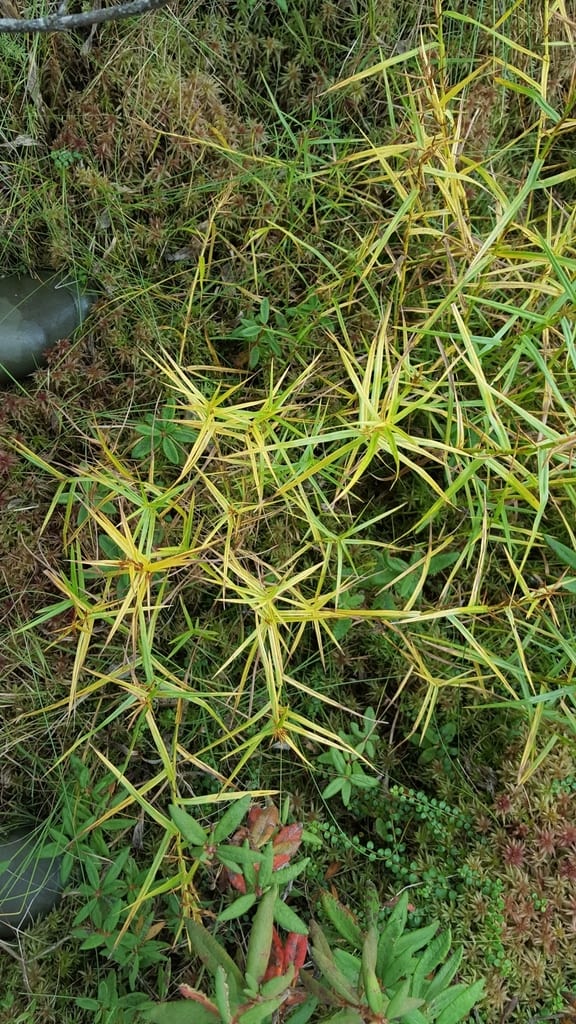 Three-way sedge (Dulichium arundinaceum var. arundinaceum)