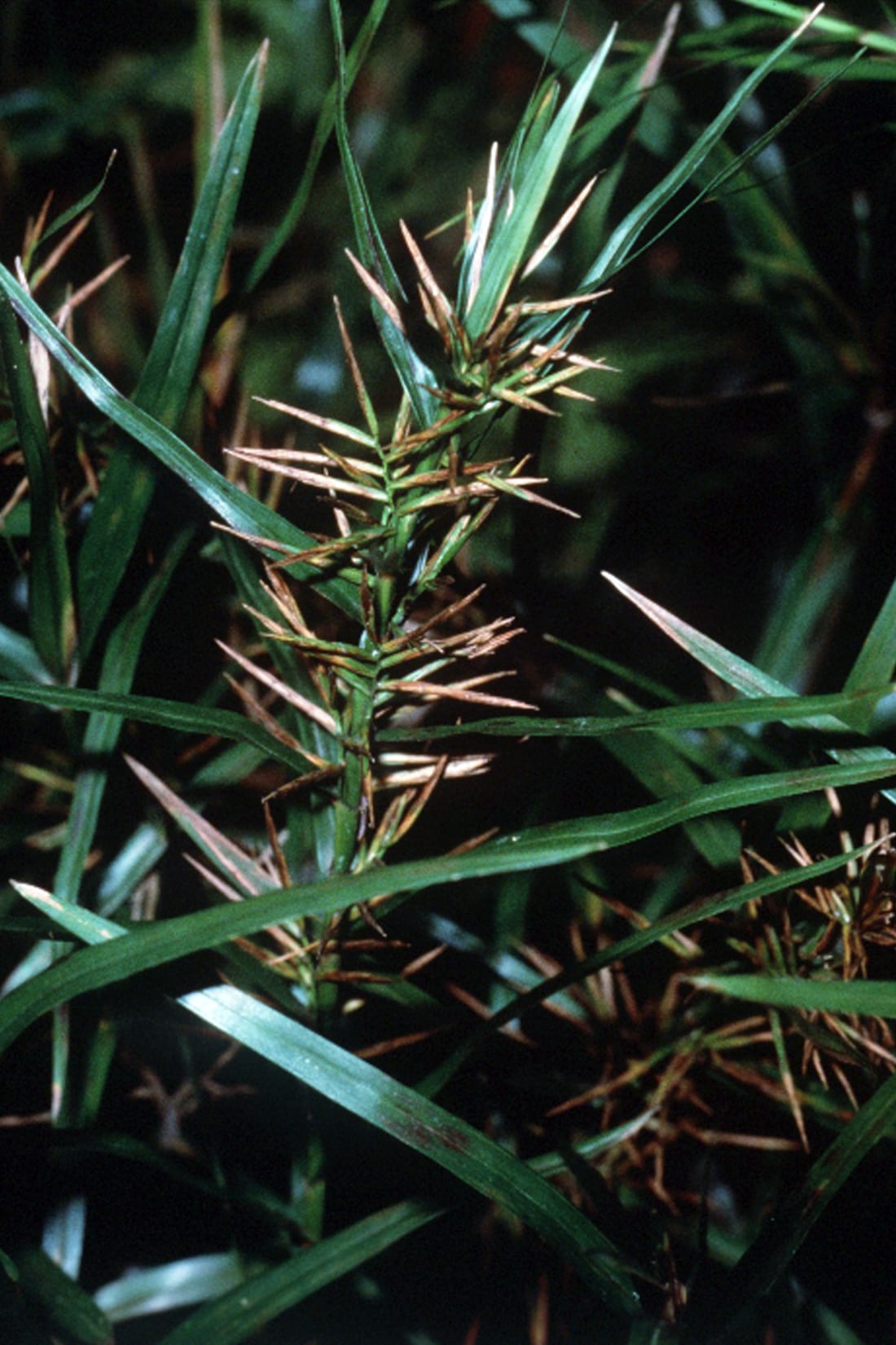 Threeway sedge (Dulichium arundinaceum)