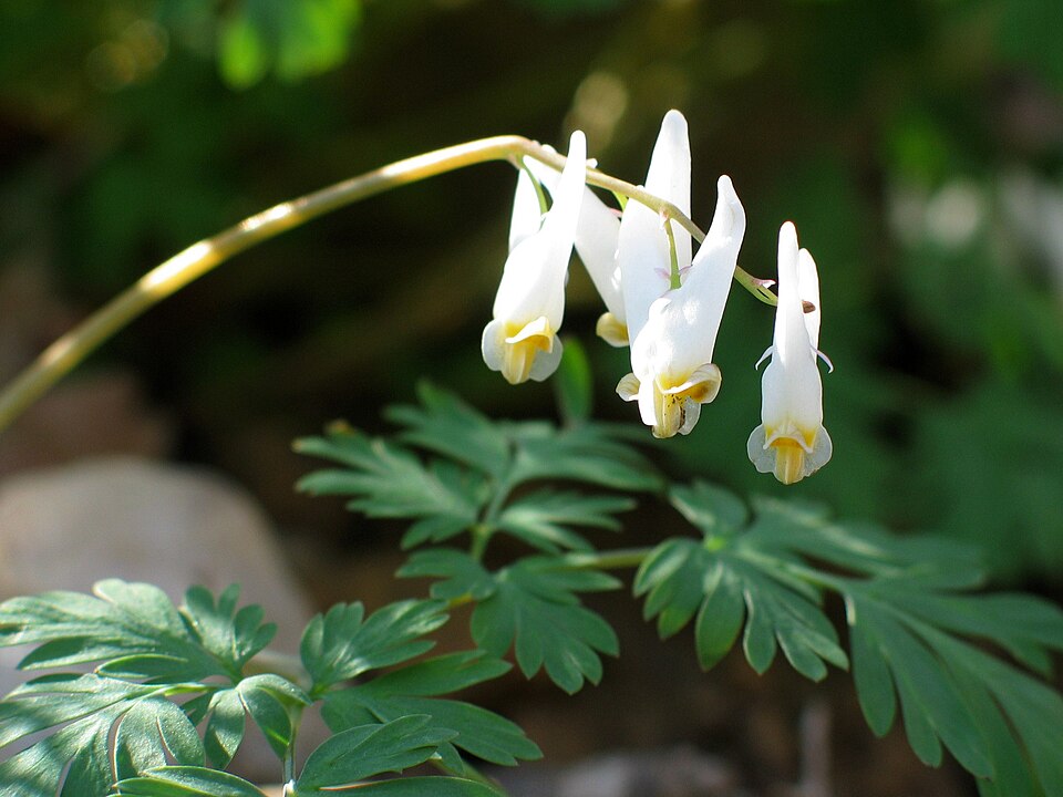 Dutchman's Breeches (Dicentra cucullaria) showing the arching stem of white pantaloon-shaped flowers above fern-like foliage
