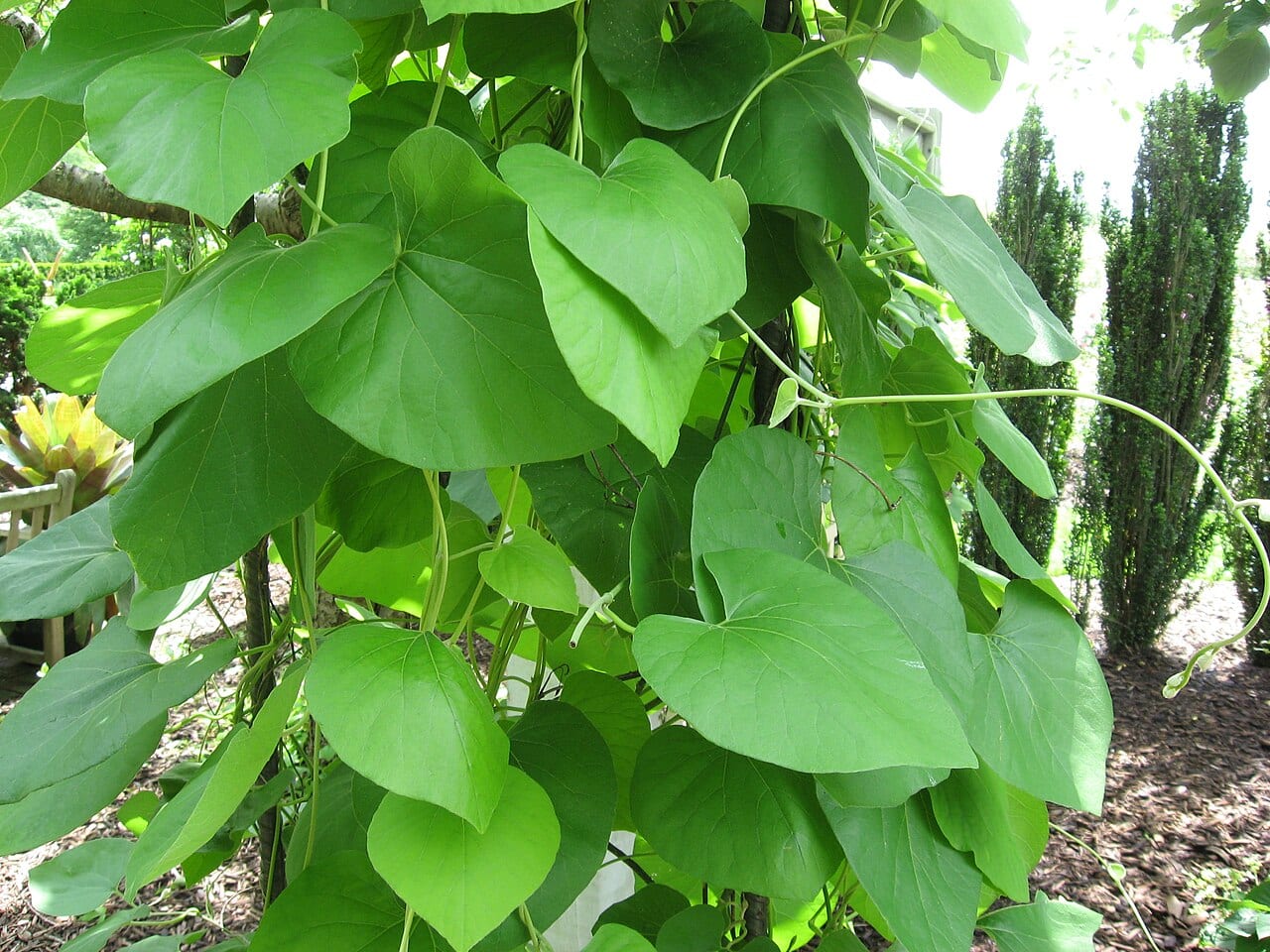 Dutchman's Pipe (Aristolochia tomentosa)