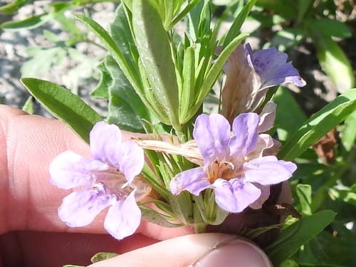 Snake herb (Dyschoriste linearis)