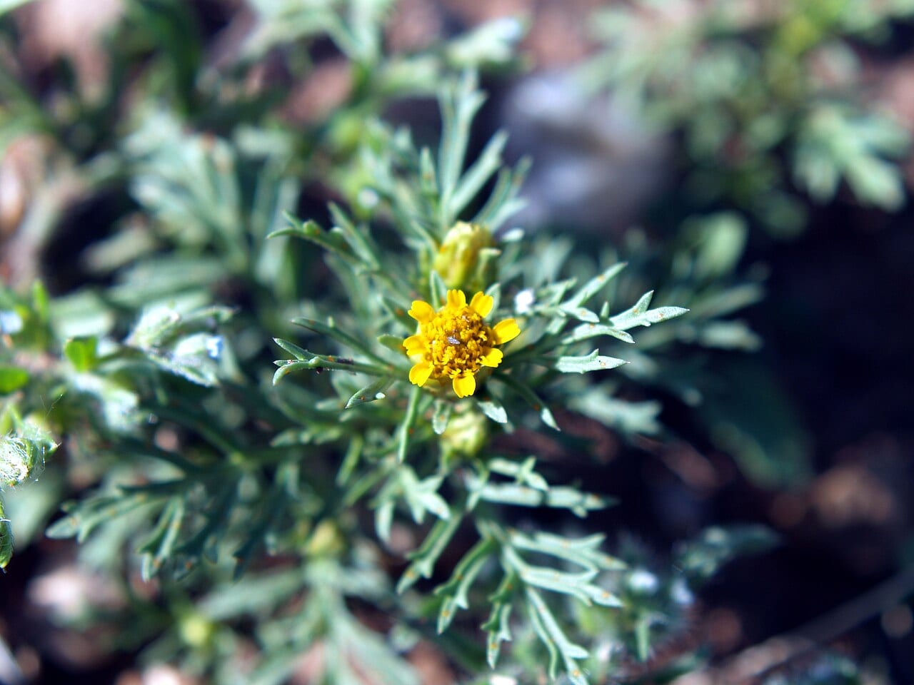 Dogweed (Dyssodia papposa)