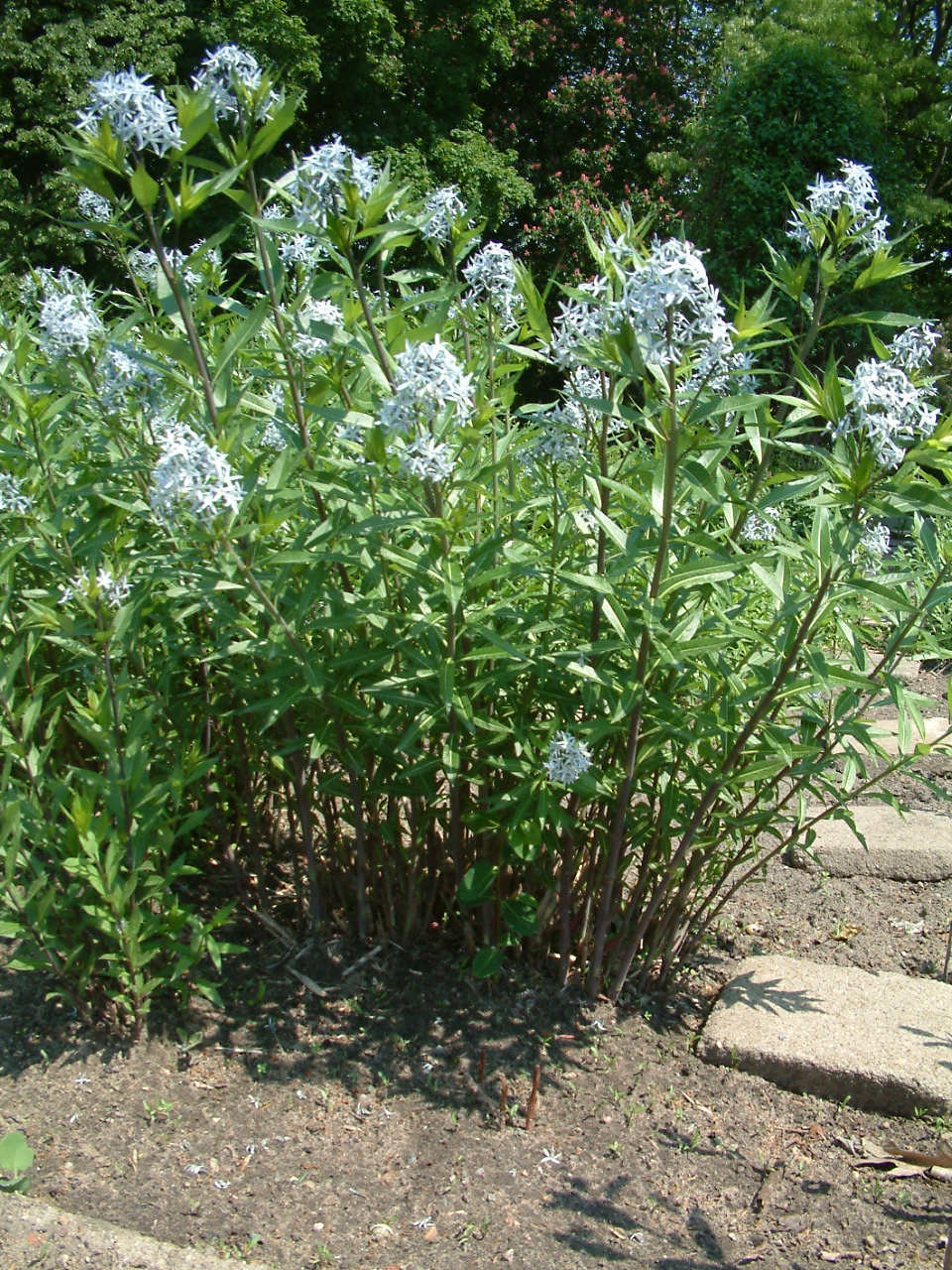 Eastern Bluestar (Amsonia tabernaemontana) with pale blue star-shaped flowers