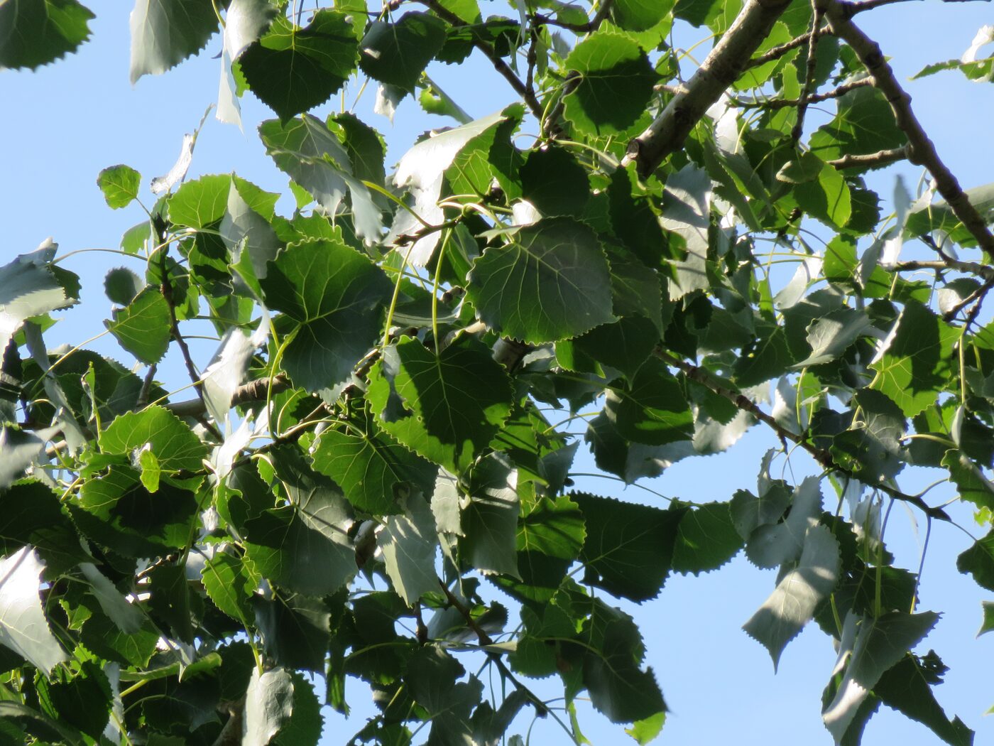 Eastern Cottonwood (Populus deltoides) — mature riparian giant with deeply furrowed gray bark