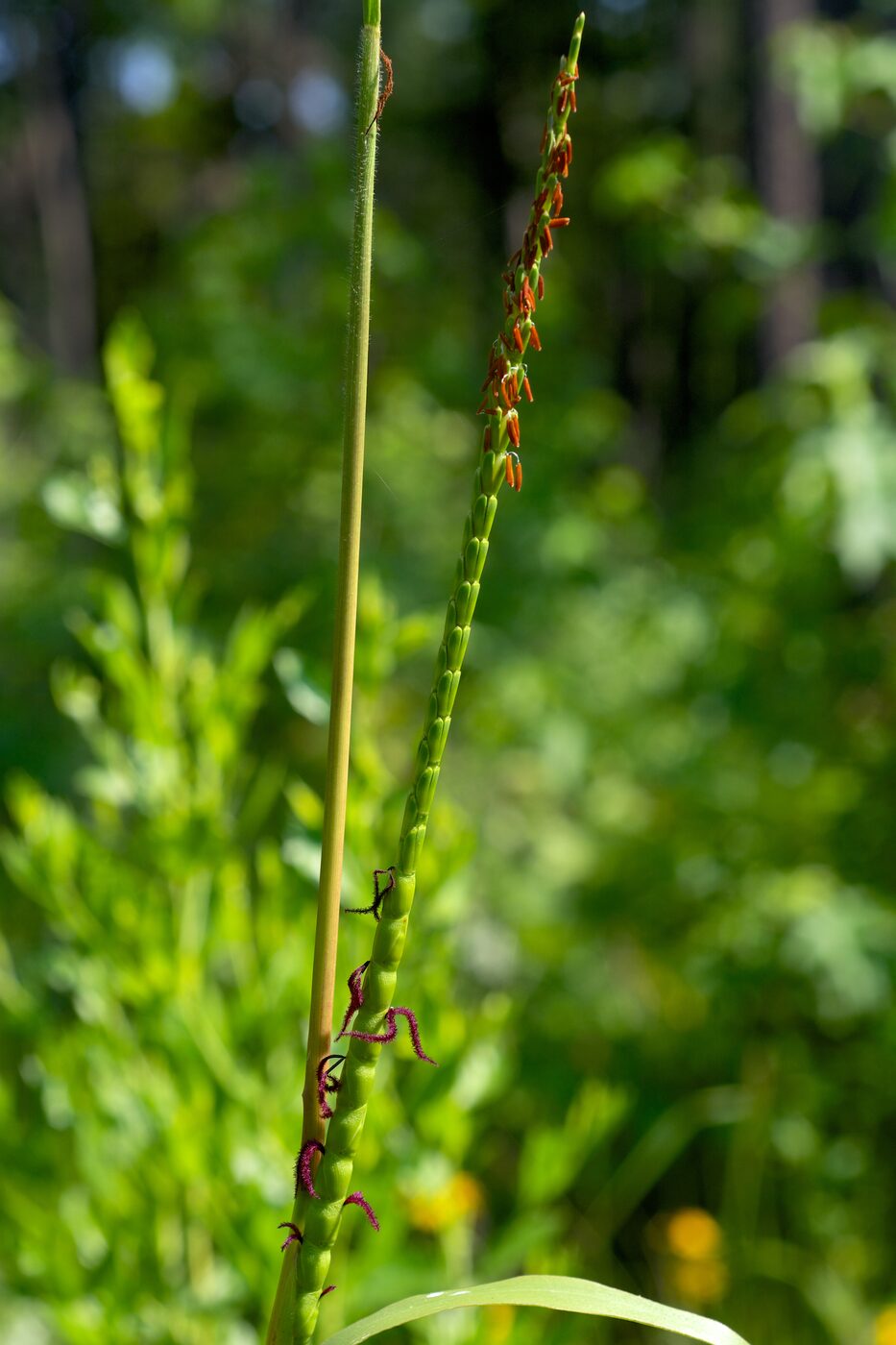 Eastern Gamagrass (Tripsacum dactyloides) — massive native bunchgrass with finger-like seed spikes