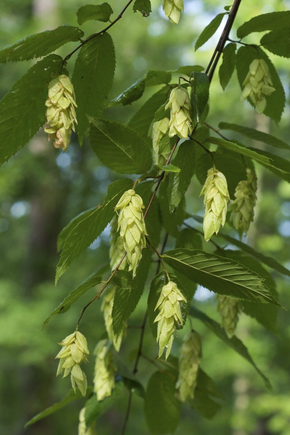 Eastern Hophornbeam (Ostrya virginiana) — small understory tree with pendulous hop-like seed clusters