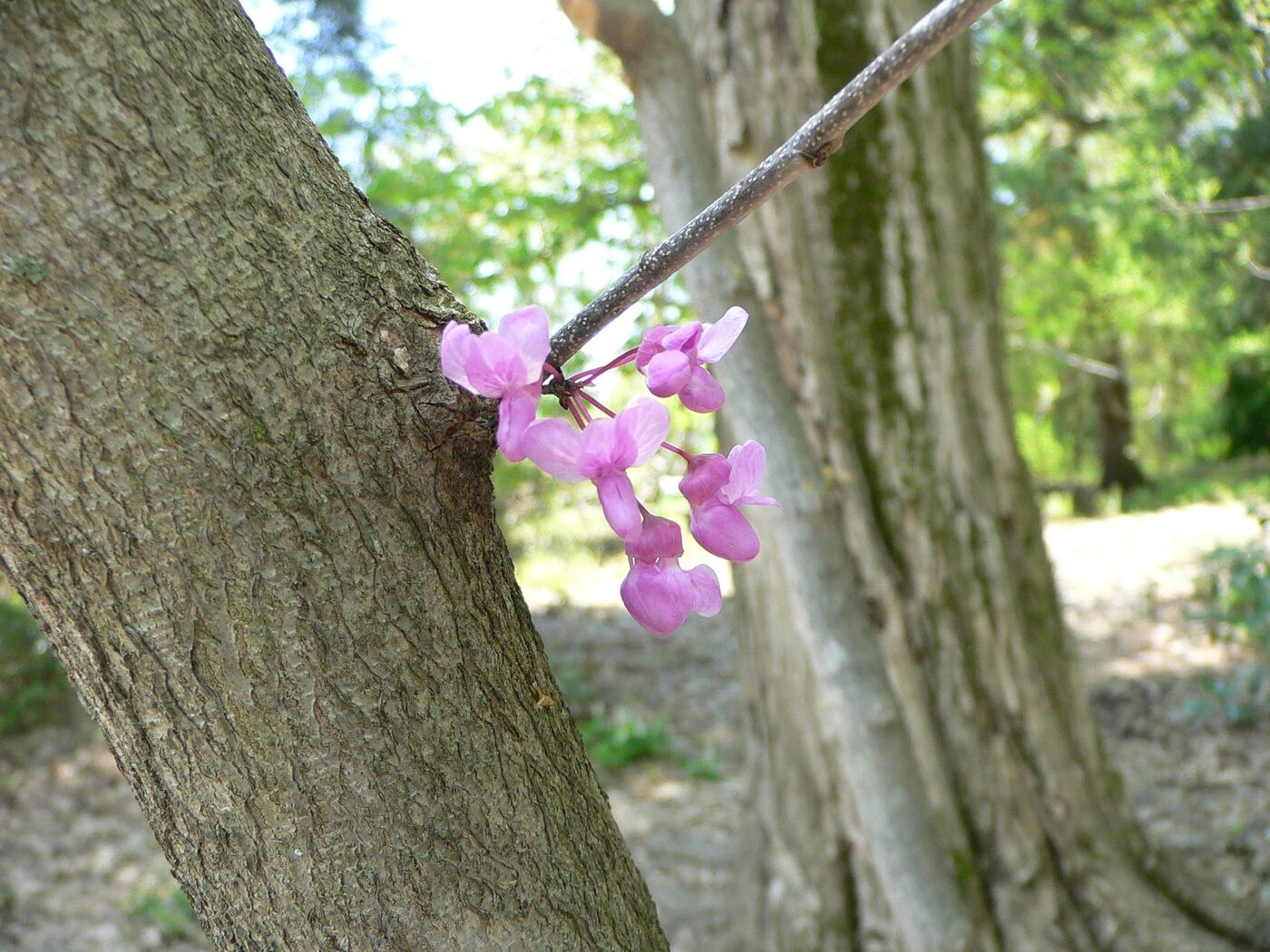 Cercis canadensis — eastern redbud in spring bloom