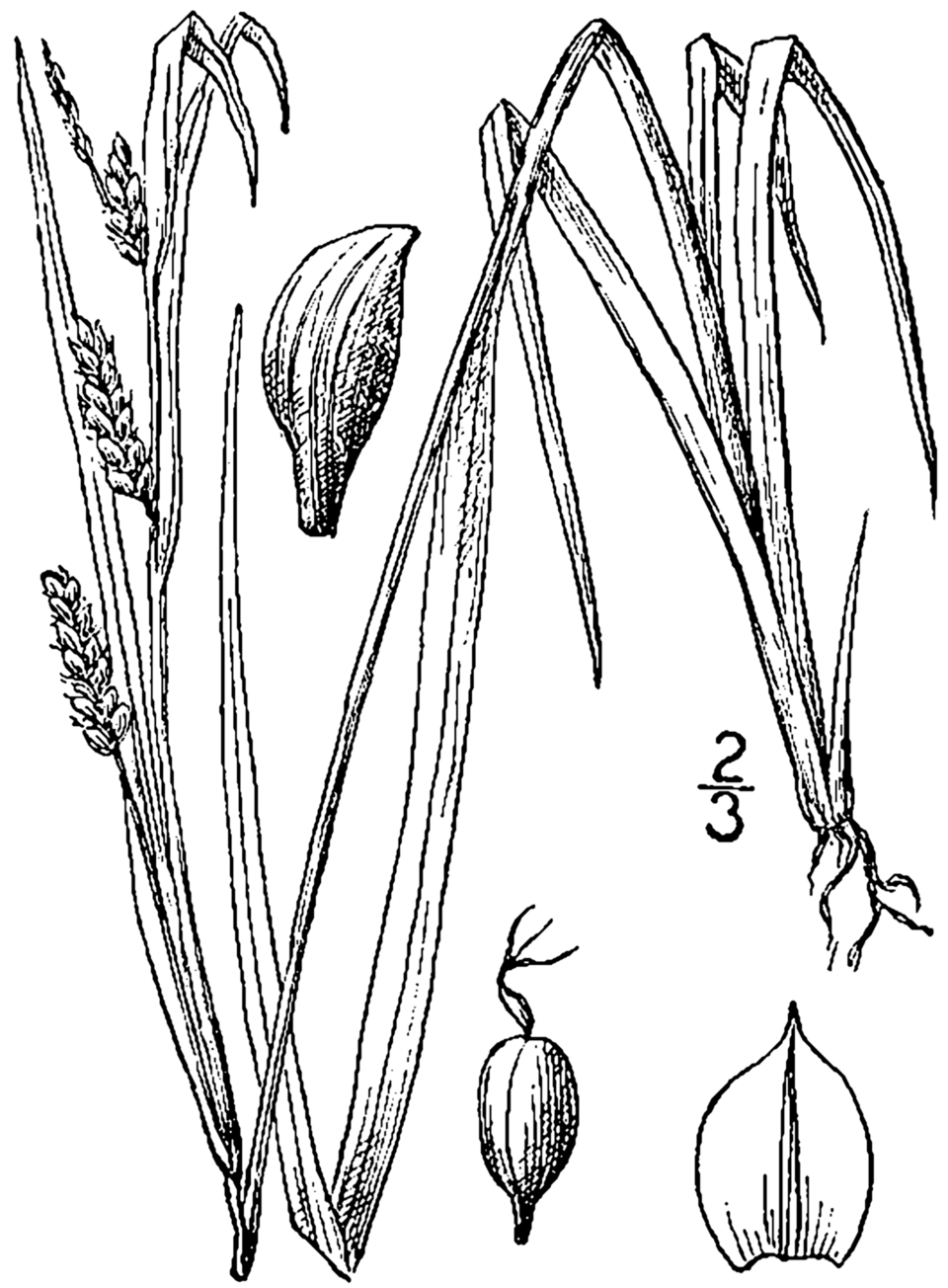 Eastern Woodland Sedge (Carex blanda) — dense tuft of bright green foliage in woodland understory