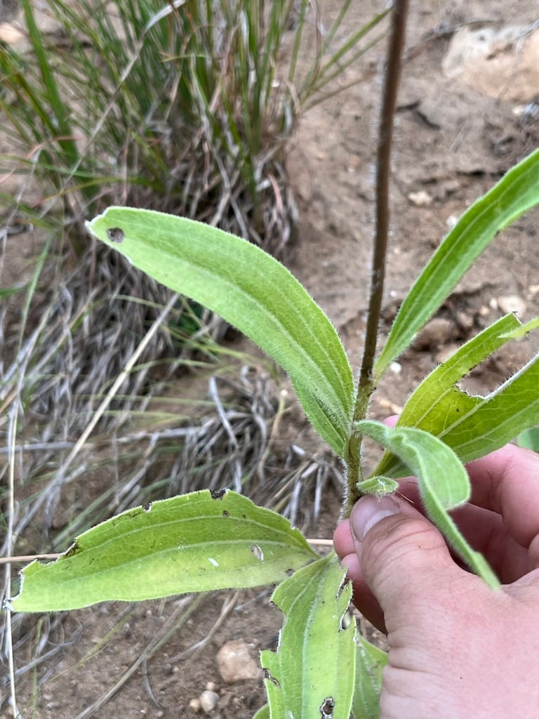 Blacksamson echinacea (Echinacea angustifolia var. angustifolia)