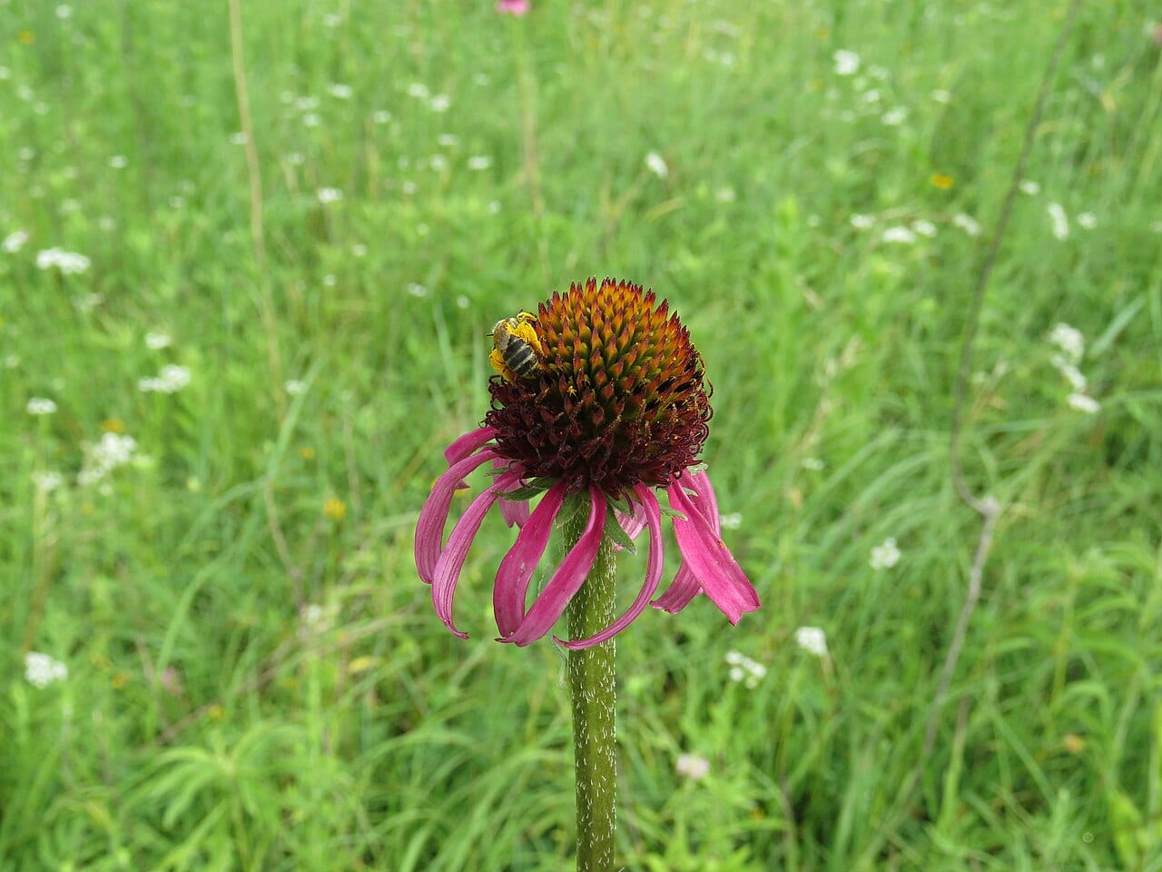 Topeka purple coneflower (Echinacea atrorubens)