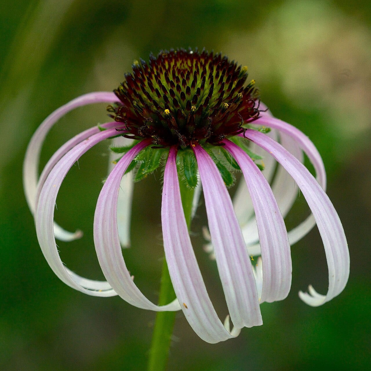 Sanguine purple coneflower (Echinacea sanguinea)