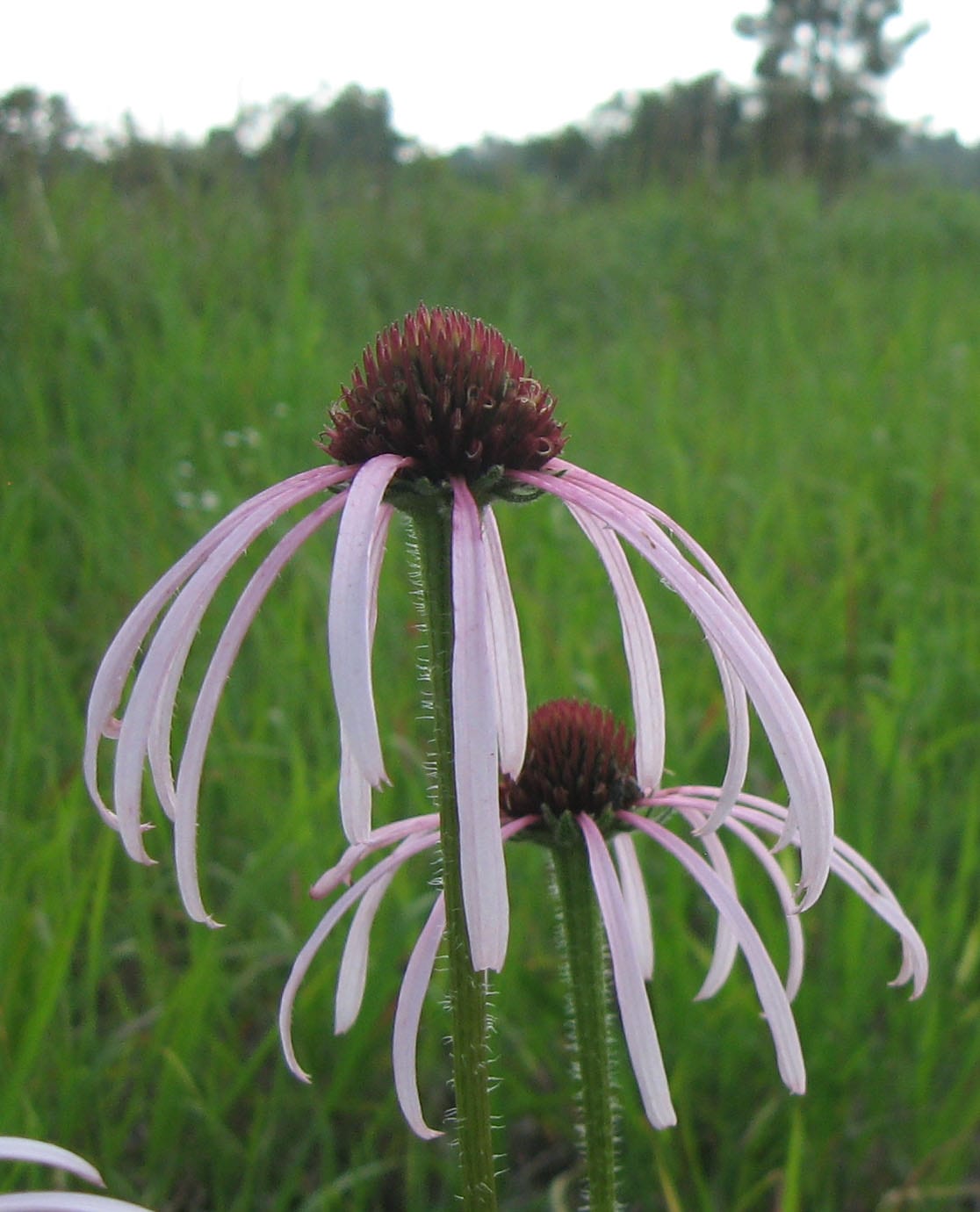 Wavyleaf purple coneflower (Echinacea simulata)