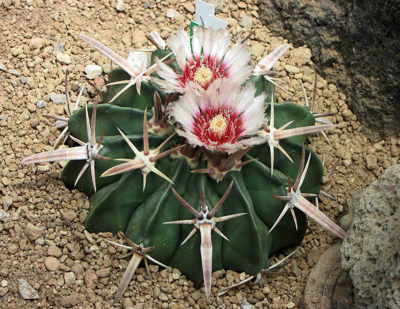 Horse crippler (Echinocactus texensis)