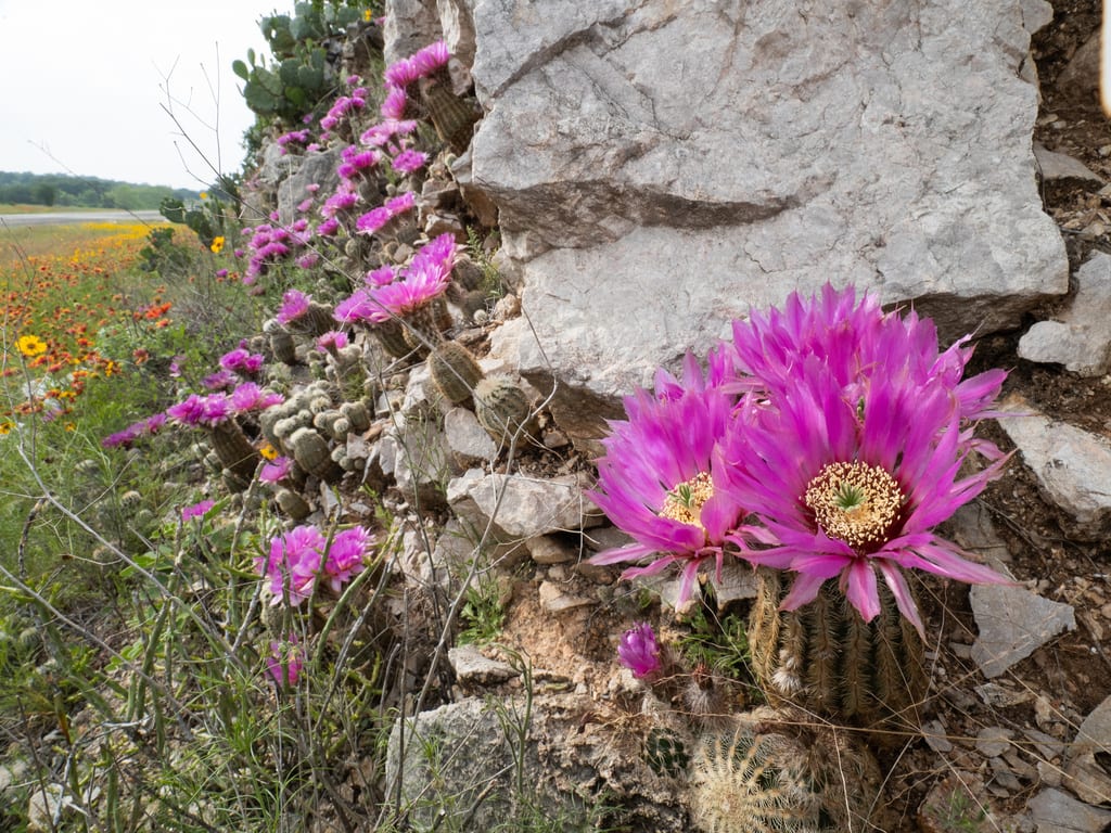 Lace hedgehog cactus (Echinocereus reichenbachii ssp. perbellus)