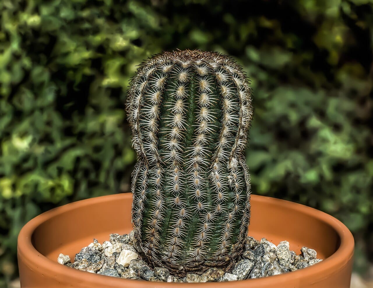 Lace hedgehog cactus (Echinocereus reichenbachii)