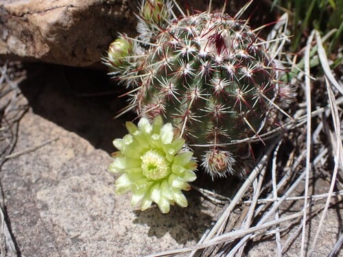 Nylon hedgehog cactus (Echinocereus viridiflorus var. viridiflorus)