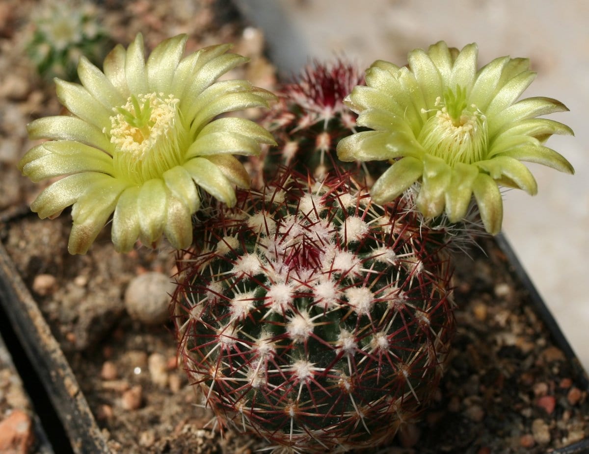 Nylon hedgehog cactus (Echinocereus viridiflorus)