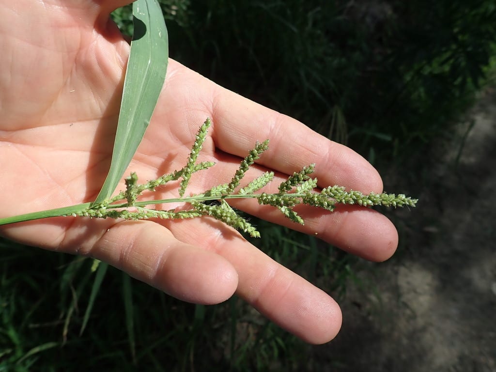 Gulf cockspur grass (Echinochloa crus)
