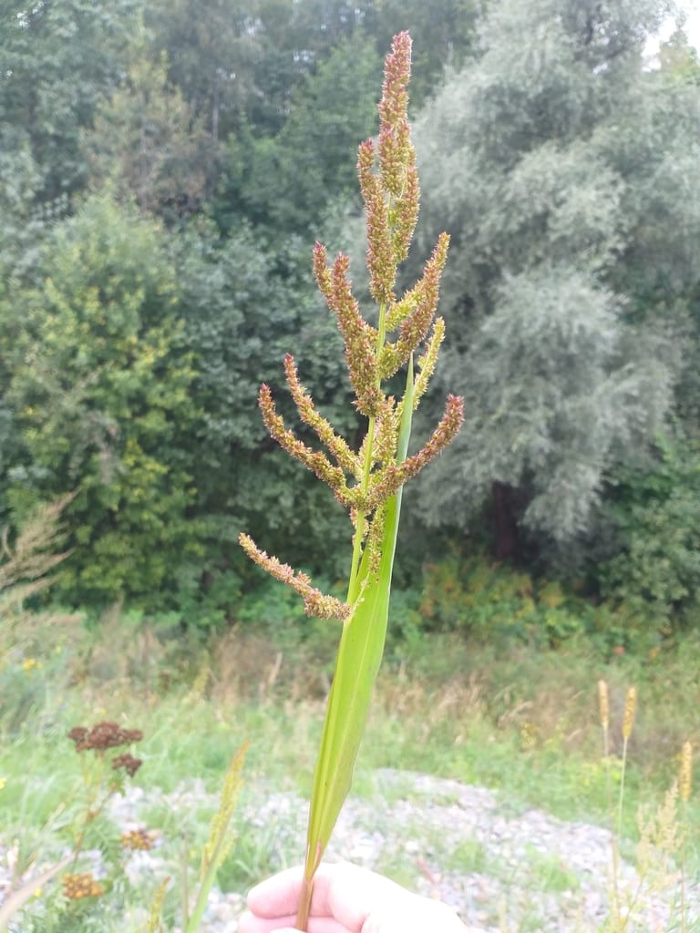Rough barnyard grass (Echinochloa muricata var. microstachya)