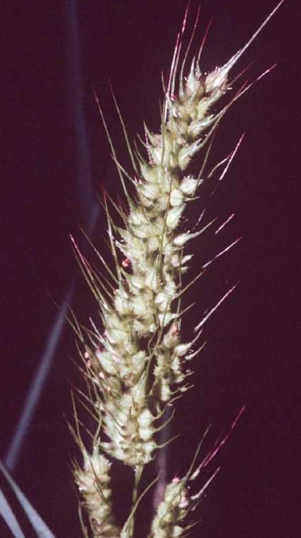 American barnyard grass (Echinochloa muricata)