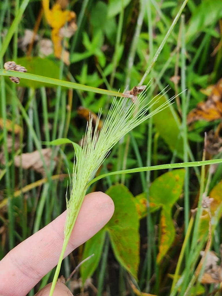 Coast cockspur grass (Echinochloa walteri)
