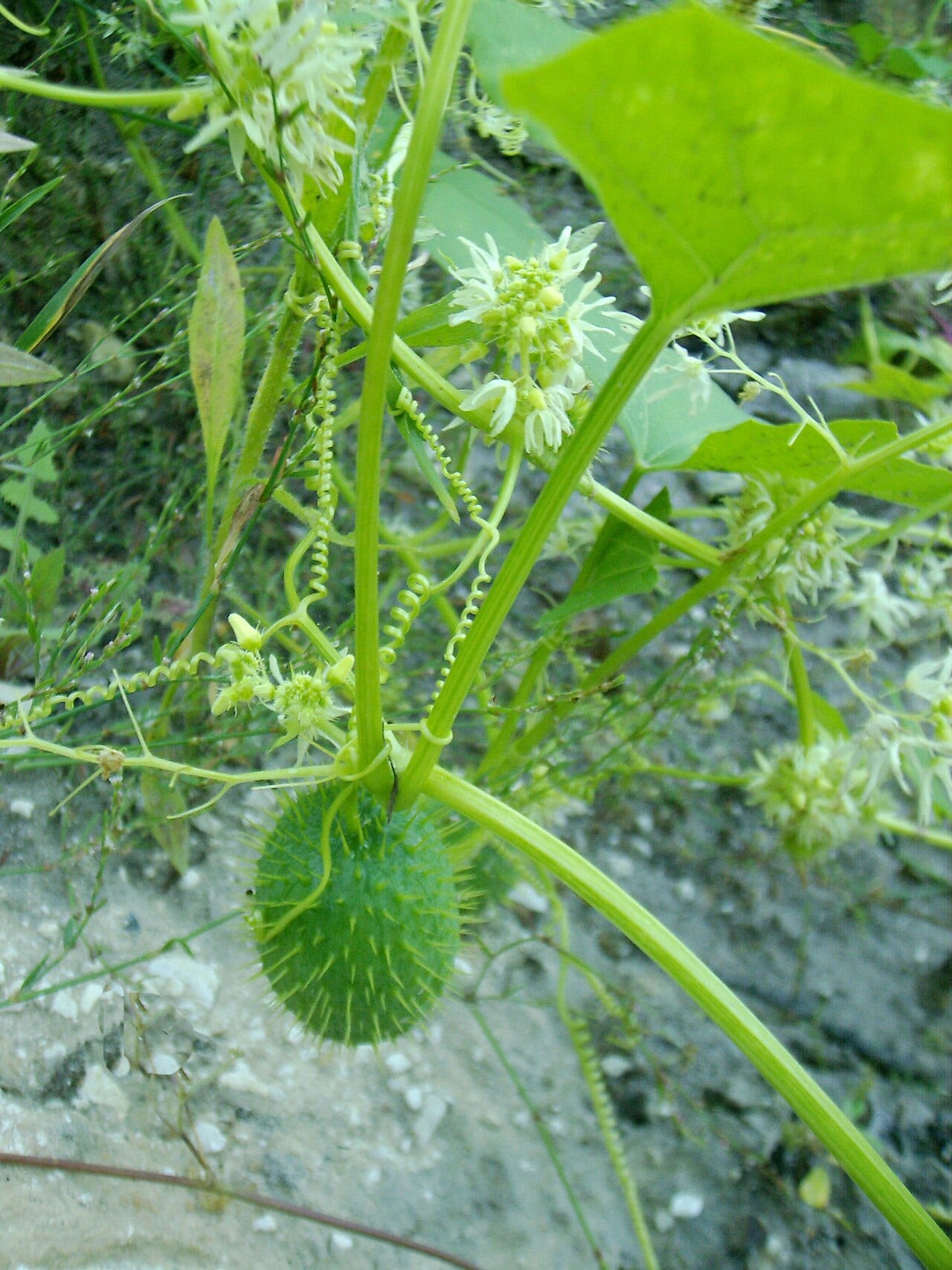 Wild cucumber (Echinocystis lobata)