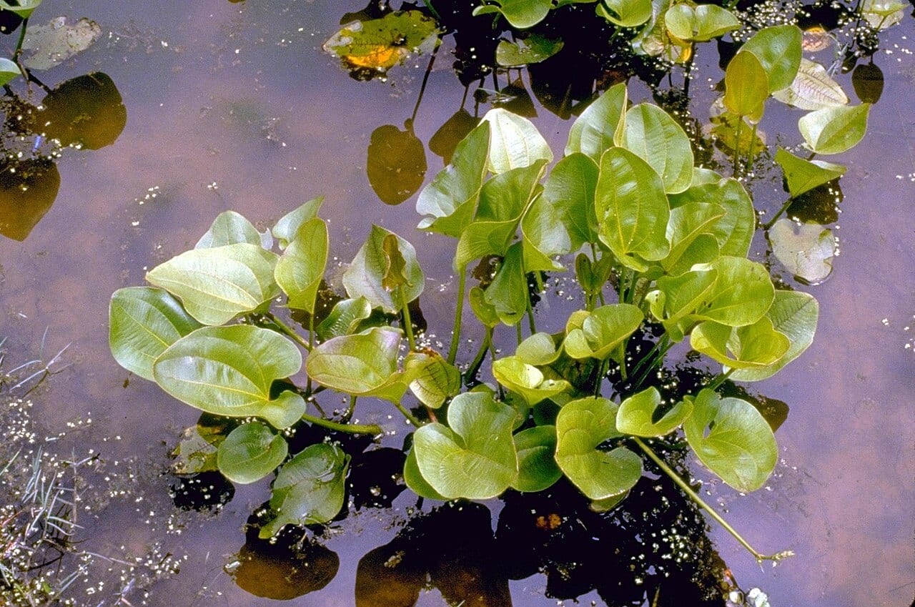 Creeping burhead (Echinodorus cordifolius)