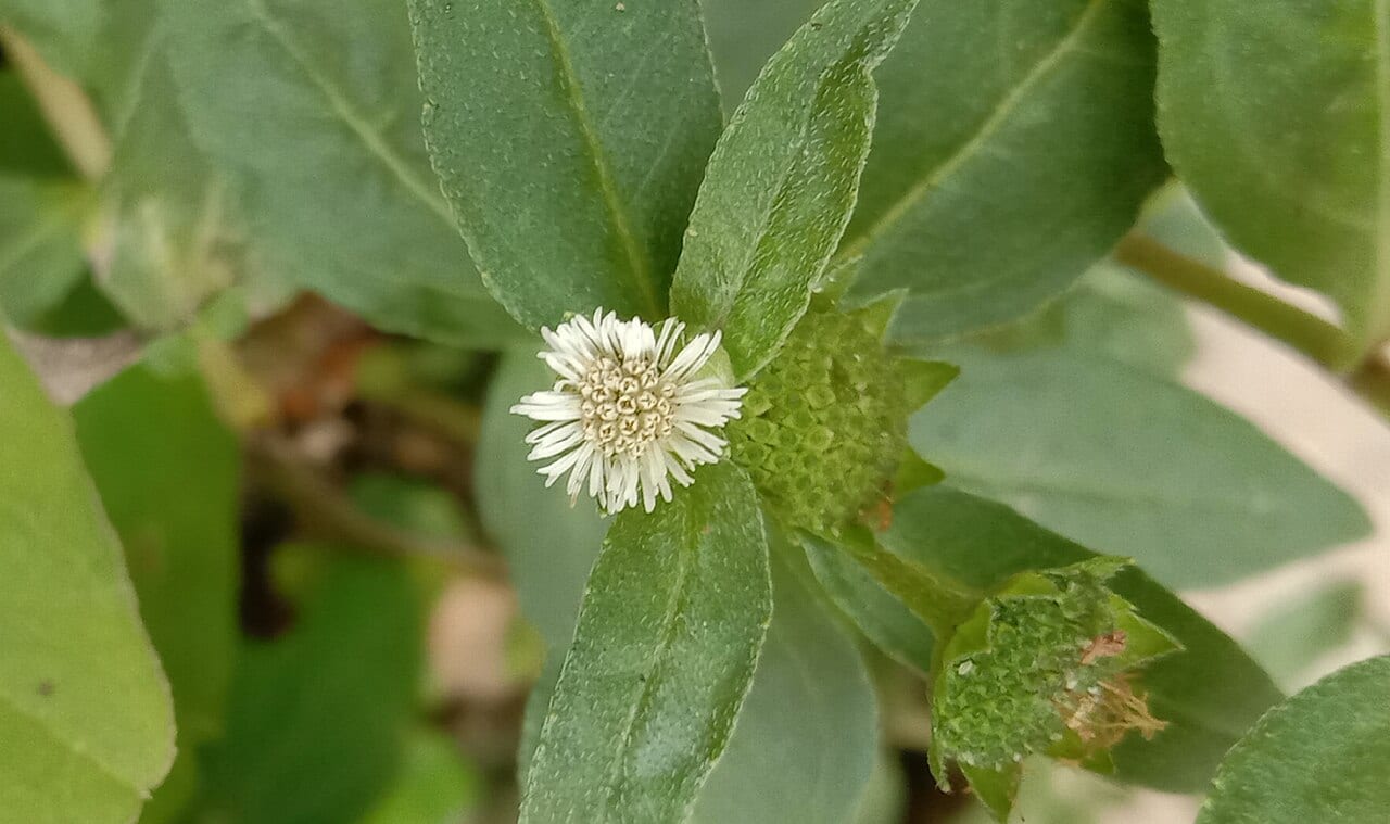 Pie plant (Eclipta prostrata)