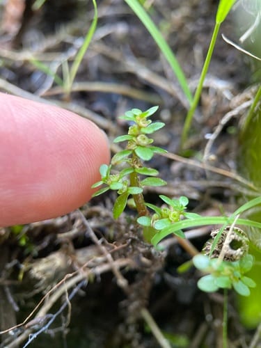 American waterwort (Elatine americana)